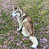 dog, husky, sitting, grass, flowers, pink_petals, outdoor, nature, animal, canine, fur, tail, pet, park, daylight, leafy, serene, peaceful, tongue_out, blue_eyes