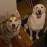 dog, husky, white_dog, brown_dog, pets, indoor, smiling, sitting, floor, rug, animal, canine, domestic_animal, happy, looking_up, ears_up, two_dogs, playful, tongue_out, companion