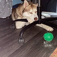 Ulysse a rejoint le concours — aidez-le/la à gagner de superbes lots ! husky, dog, indoor, office_chair, floor, toy, green_ball, wooden_floor, pet, resting, furniture, animal, household, casual, bored, sleepy, paw, fur, relaxing, black_chair