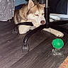 husky, dog, indoor, office_chair, floor, toy, green_ball, wooden_floor, pet, resting, furniture, animal, household, casual, bored, sleepy, paw, fur, relaxing, black_chair