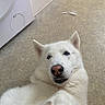 Snow a rejoint le concours — aidez-le/la à gagner de superbes lots ! dog, white_dog, pet, indoor, floor, canine, fur, animal, laying_down, looking_up, close_up, nose, ears, paw, curious, confused, domestic_animal, muzzle, whiskers, companion