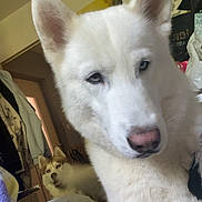 Snow participe au concours pour gagner de l'argent avec cette photo : dog, husky, indoor, white_fur, blue_eyes, pet, animal, canine, portrait, close_up, background, room, furniture, blanket, cozy, companion, domestic, household, fur, cute