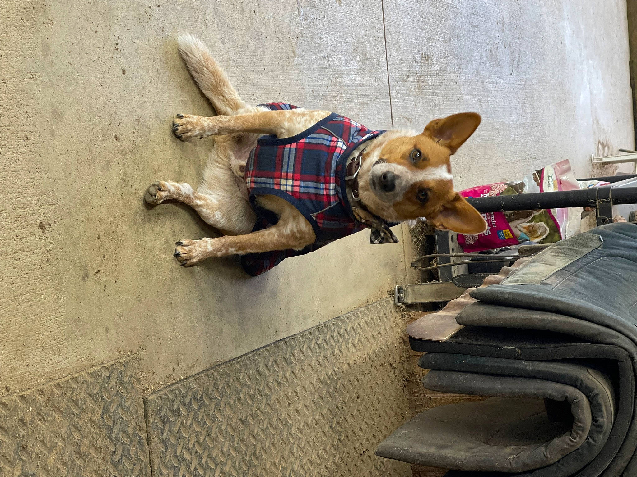 Stitch is registered to the contest to win money with this photo: carnivore, companion_dog, dog, dog_breed, dog_supply, eyewear, fawn, flooring, fur, human_leg, leash, pattern, plaid, recreation, sitting, snout, tartan, toy, wood, working_animal