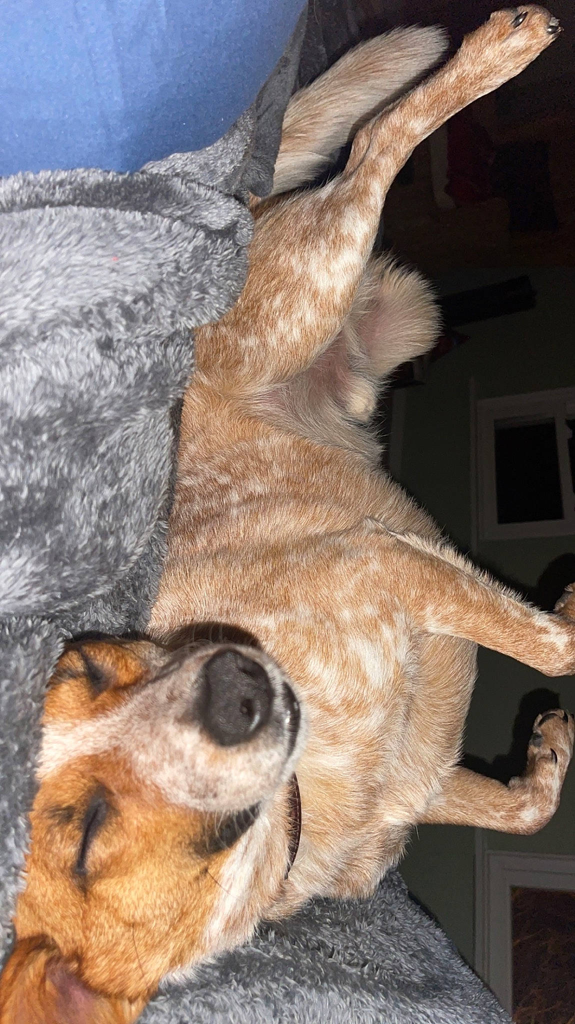 Stitch joined the competition — help win amazing prizes! canidae, carnivore, claw, collar, companion_dog, dog, dog_breed, fawn, felidae, fur, gesture, small_to_medium_sized_cats, snout, sporting_group, tail, terrestrial_animal, whiskers, wildlife, window, working_animal