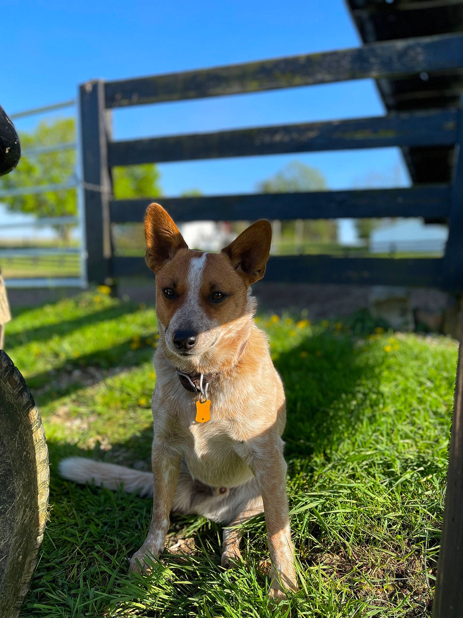 Stitch is registered to the contest to win money with this photo: canidae, carnivore, chihuahua, companion_dog, dog, dog_breed, fawn, fence, grass, plant, sky, snout, sporting_group, tail, terrestrial_animal, terrier, toy_dog, whiskers, wildlife, wood