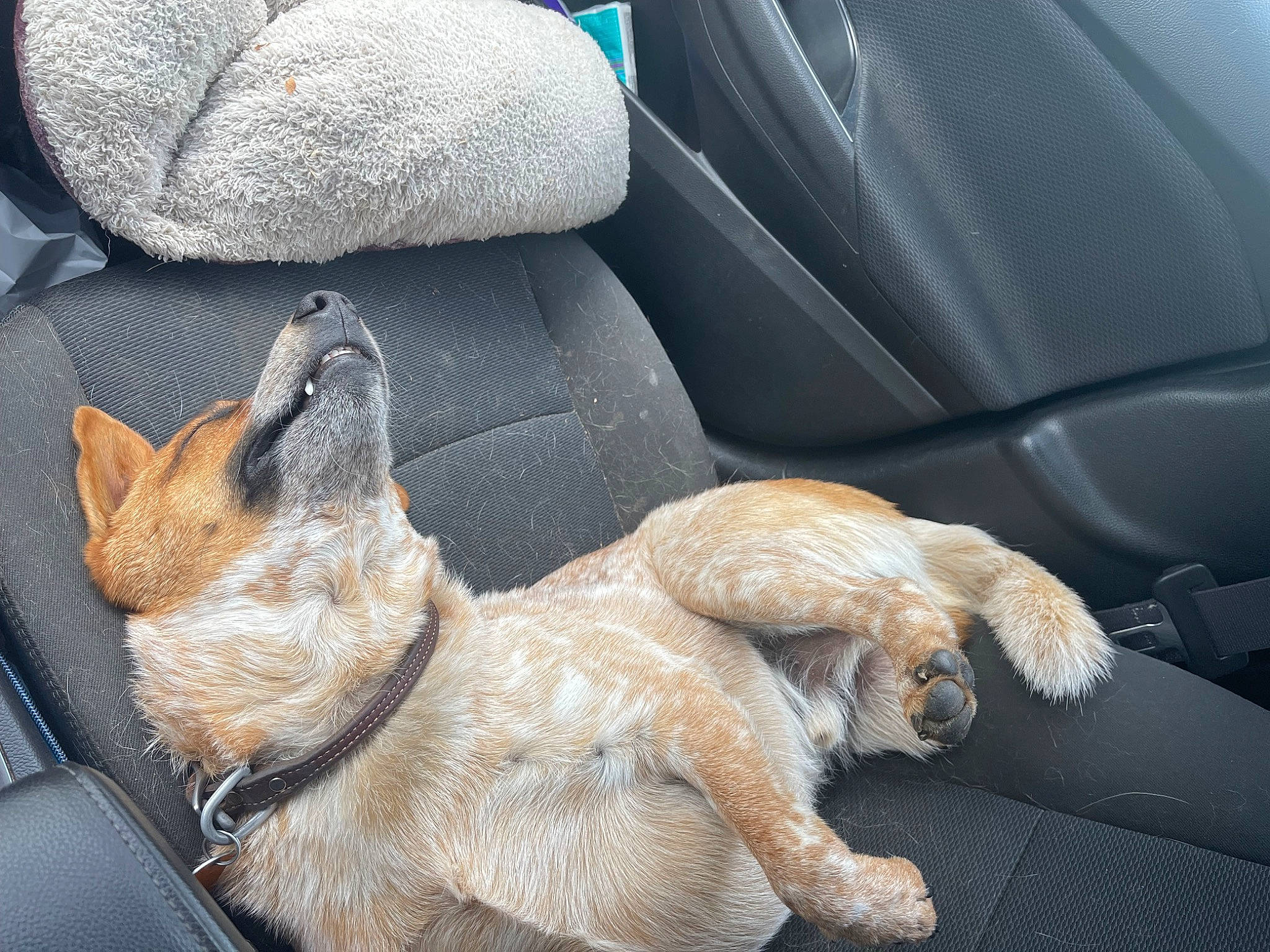 Stitch joined the competition — help win amazing prizes! car, car_seat, car_seat_cover, carnivore, comfort, companion_dog, dog, dog_breed, family_car, fawn, felidae, motor_vehicle, small_to_medium_sized_cats, snout, steering_wheel, tail, vehicle, vehicle_door, whiskers, window