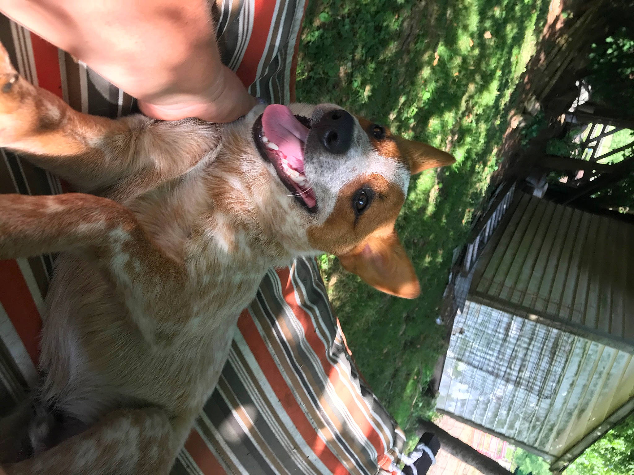 Stitch is registered to the contest to win money with this photo: canidae, carnivore, collar, companion_dog, dog, dog_breed, dog_collar, dog_sports, dog_supply, fawn, fun, fur, guard_dog, leash, plant, snout, sporting_group, tree, whiskers, working_dog