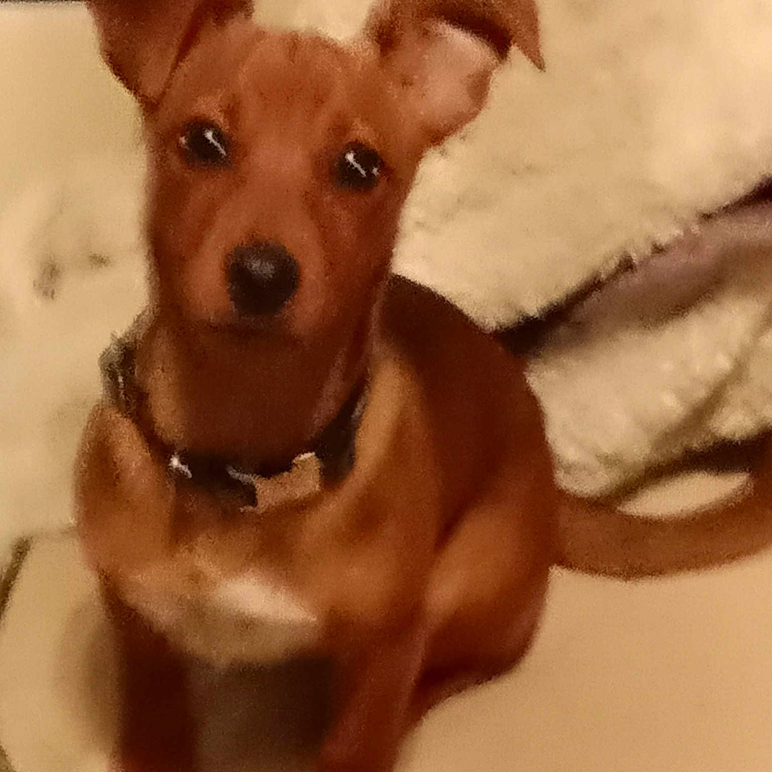 T'Choupi