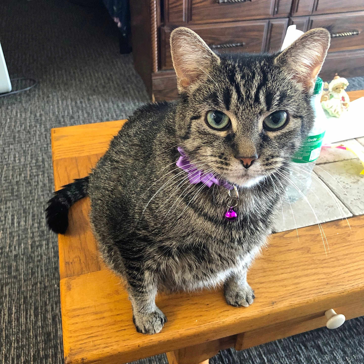 Lilly joined the competition — help win amazing prizes! cat, tabby, green_eyes, purple_collar, wooden_table, indoor, pet, feline, curious, sitting, fur, whiskers, ears, face, domestic_animal, household, carpet, dresser, bottle, table