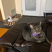 Lilly is registered to the contest to win money with this photo: cat, tabby_cat, collar, bell, leather_chair, recliner, indoor, carpet, feeding_bowl, pet_food, mat, door, blinds, home, furniture, resting, animal, pet, curious, purple