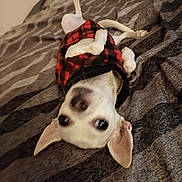 Pretty is registered to the contest to win money with this photo: dog, pet, bed, blanket, upside_down, red_jacket, black_jacket, ears, cute, animal, indoor, resting, small_dog, fur, lying_down, looking, pattern, fabric, cozy, sleeping_area