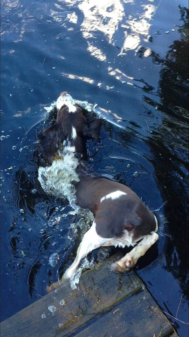 Morgan joined the competition — help win amazing prizes! beak, canidae, carnivore, companion_dog, dog, dog_breed, fluid, lake, liquid, marine_mammal, non_sporting_group, seabird, sporting_group, tail, water, water_bird, wing