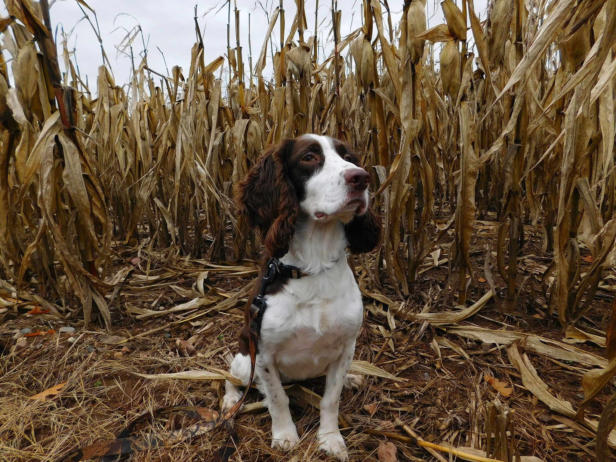 Morgan