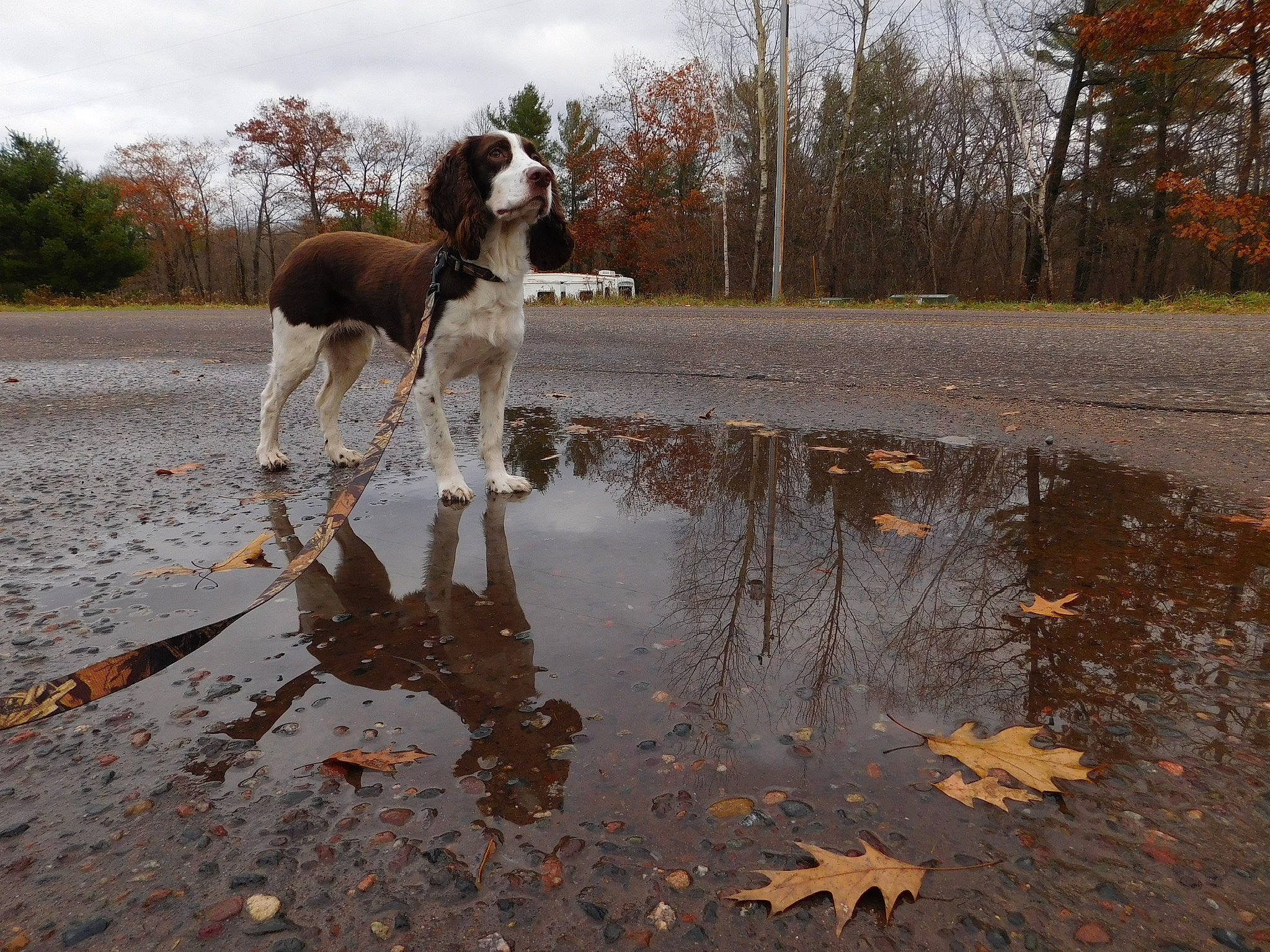Morgan joined the competition — help win amazing prizes! asphalt, braque_francais, carnivore, cloud, collar, companion_dog, dog, dog_breed, fawn, gun_dog, landscape, plant, road_surface, sky, soil, sporting_group, tail, tree, water, working_animal
