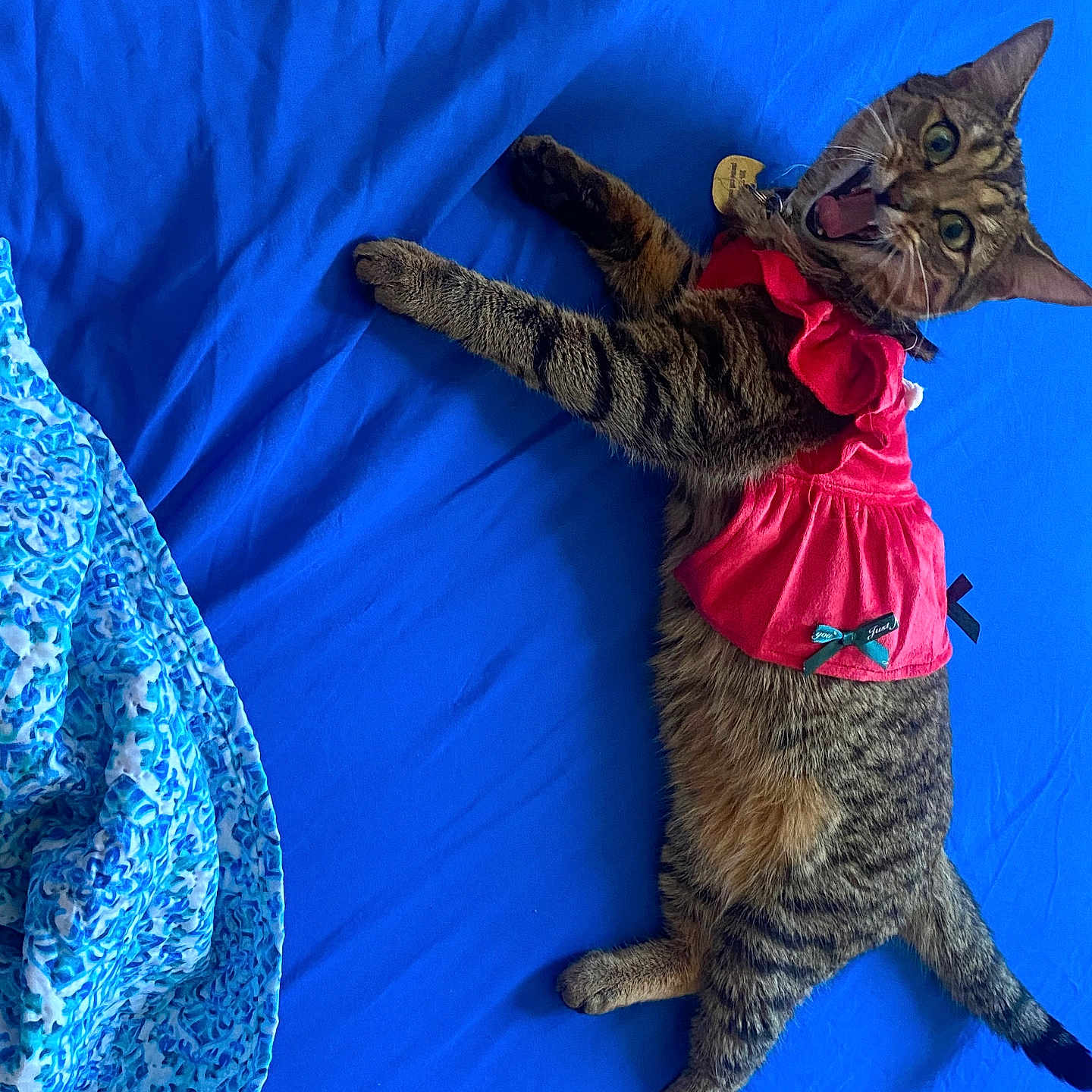 Chloe is registered to the contest to win money with this photo: animal, bed, blue_bedspread, cat, clothing, collar, cute, domestic_animal, dress, feline, fur, indoor, lying_down, paws, pet, playful, red_dress, surprised_expression, tabby, whiskers
