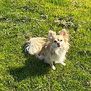 Tyrion a rejoint le concours — aidez-le/la à gagner de superbes lots ! dog, chihuahua, small_dog, long_hair, fluffy, cream_color, grass, outdoor, garden, sitting, standing, pet, companion_animal, animal_portrait, upright_ears, bushy_tail, fur, sunlight, greenery, cute