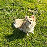 dog, chihuahua, small_dog, long_hair, fluffy, cream_color, grass, outdoor, garden, sitting, standing, pet, companion_animal, animal_portrait, upright_ears, bushy_tail, fur, sunlight, greenery, cute