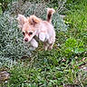 Tyrion a rejoint le concours — aidez-le/la à gagner de superbes lots ! puppy, dog, small_dog, fluffy, cream_colored, outdoor, garden, grass, plants, flowers, dandelions, wildflowers, nature, running, walking, jumping, tail_up, pointed_ears, animal, pet