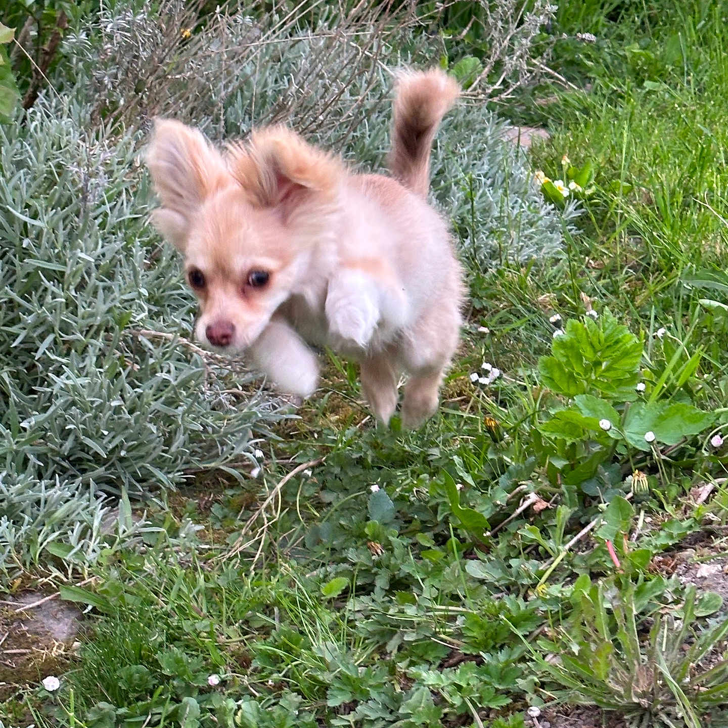 Tyrion a rejoint le concours — aidez-le/la à gagner de superbes lots ! puppy, dog, small_dog, fluffy, cream_colored, outdoor, garden, grass, plants, flowers, dandelions, wildflowers, nature, running, walking, jumping, tail_up, pointed_ears, animal, pet