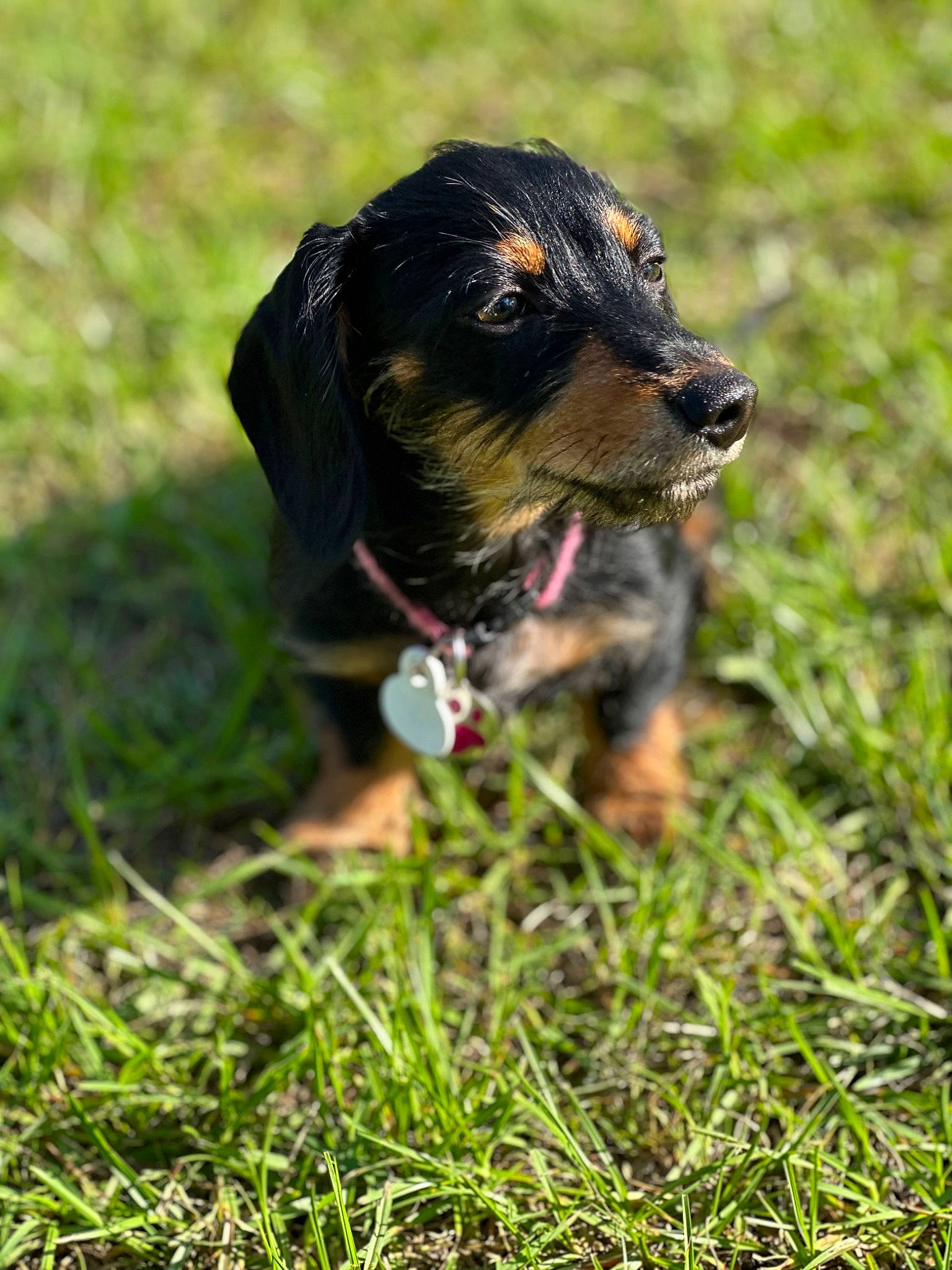 Chloe Reese joined the competition — help win amazing prizes! canidae, carnivore, collar, companion_dog, dog, dog_breed, fur, grass, grassland, guard_dog, hunting_dog, plant, puppy, snout, sporting_group, terrestrial_animal, whiskers, working_animal, working_dog