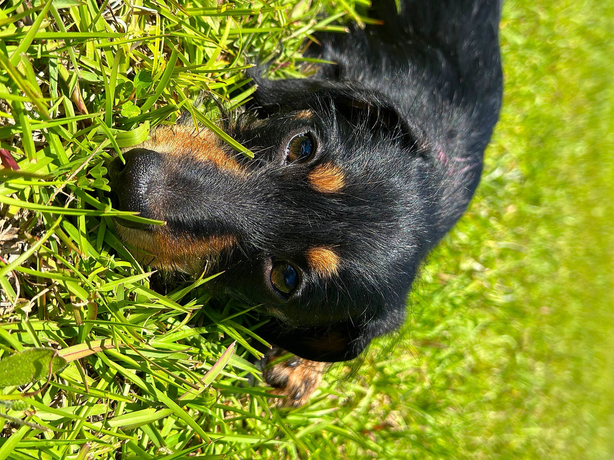 Chloe Reese joined the competition — help win amazing prizes! canidae, carnivore, companion_dog, dog, dog_breed, grass, groundcover, guard_dog, hunting_dog, paw, plant, snout, sporting_group, tail, terrestrial_animal, toy_dog, working_animal, working_dog