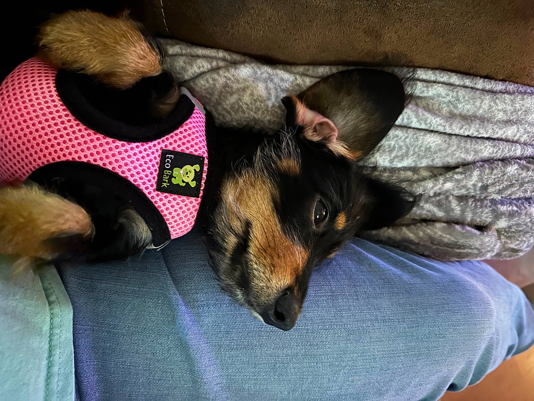 Chloe Reese joined the competition — help win amazing prizes! canidae, carnivore, comfort, companion_dog, dog, dog_breed, dog_supply, ear, fawn, fur, lap, nap, paw, puppy, snout, sporting_group, toy_dog, whiskers, working_dog