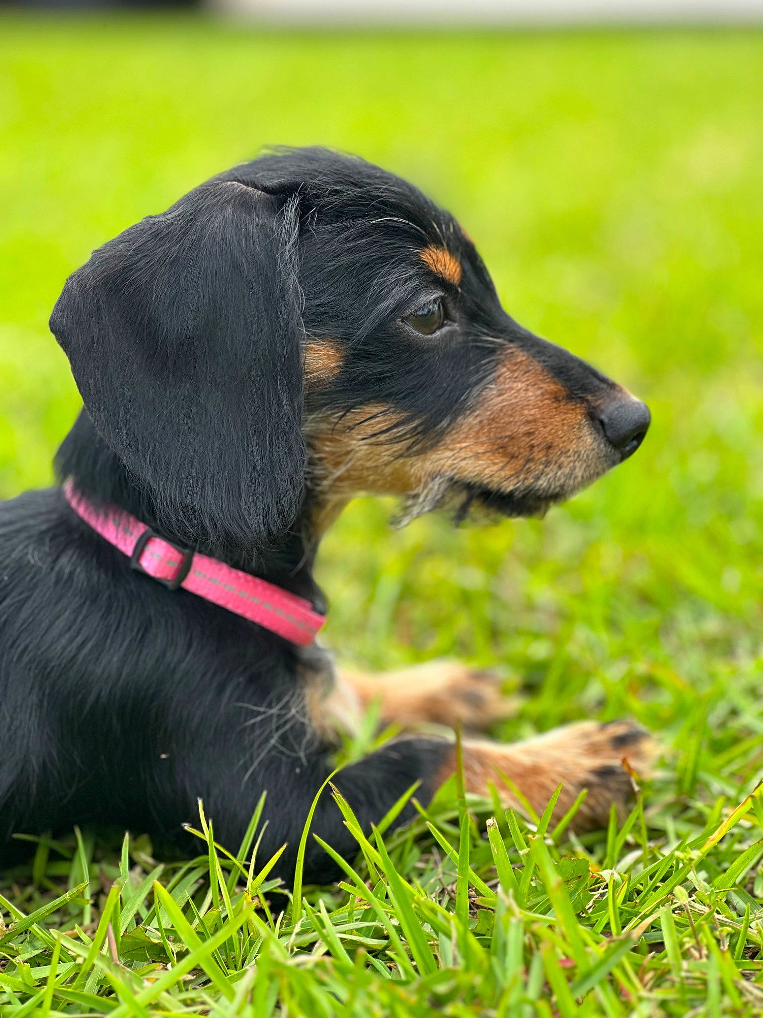 Chloe Reese joined the competition — help win amazing prizes! canidae, carnivore, collar, companion_dog, dog, dog_breed, dog_collar, dog_supply, grass, grassland, guard_dog, leash, liver, pet_supply, snout, sporting_group, terrestrial_animal, whiskers, working_animal, working_dog