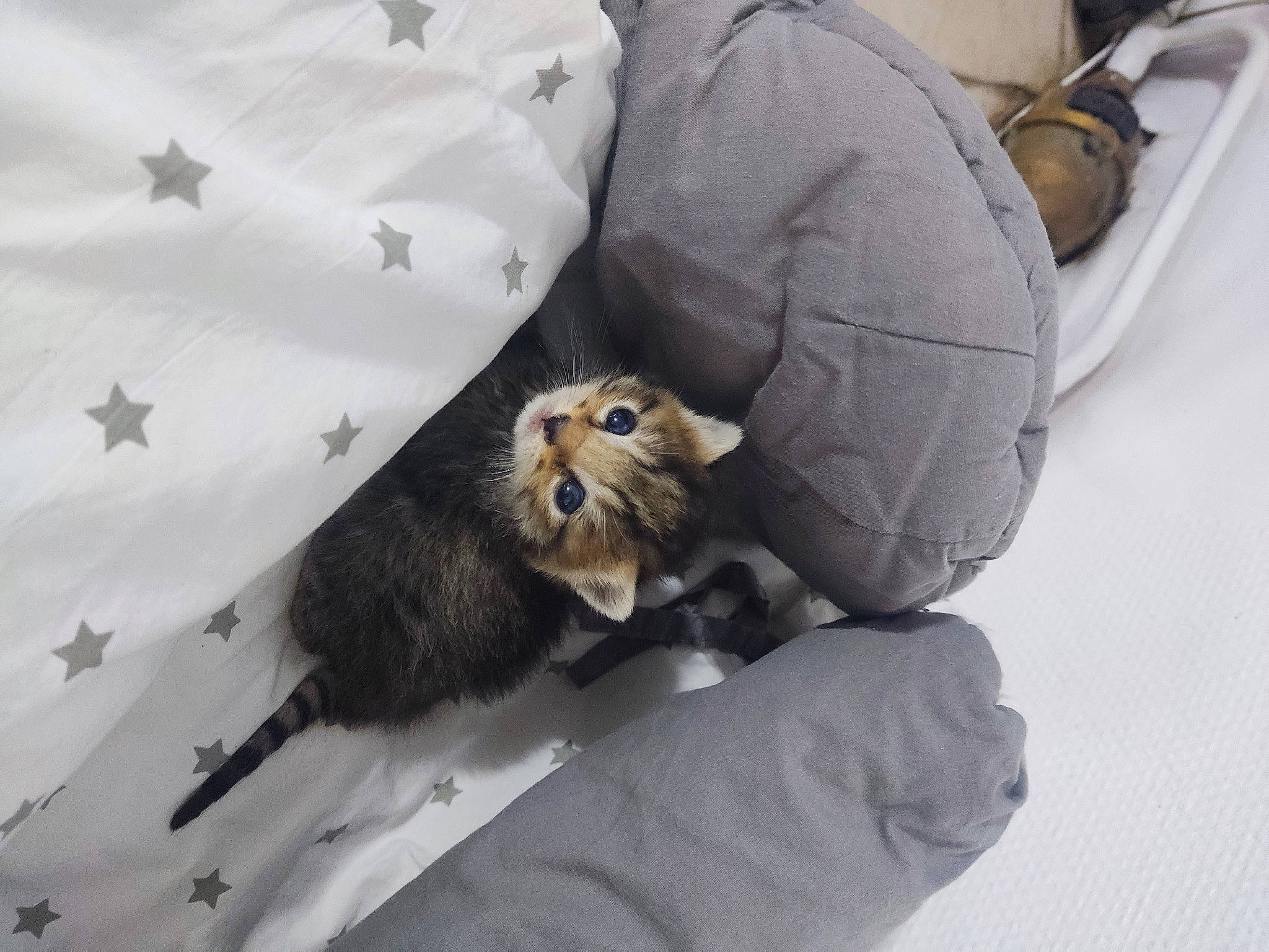 Frimousse a rejoint le concours — aidez-le/la à gagner de superbes lots ! bag, bat, bed, bedding, carnivore, claw, comfort, companion_dog, dog_breed, domestic_short_haired_cat, felidae, fur, grey, linens, mammal, paw, small_to_medium_sized_cats, tail, terrestrial_animal, whiskers