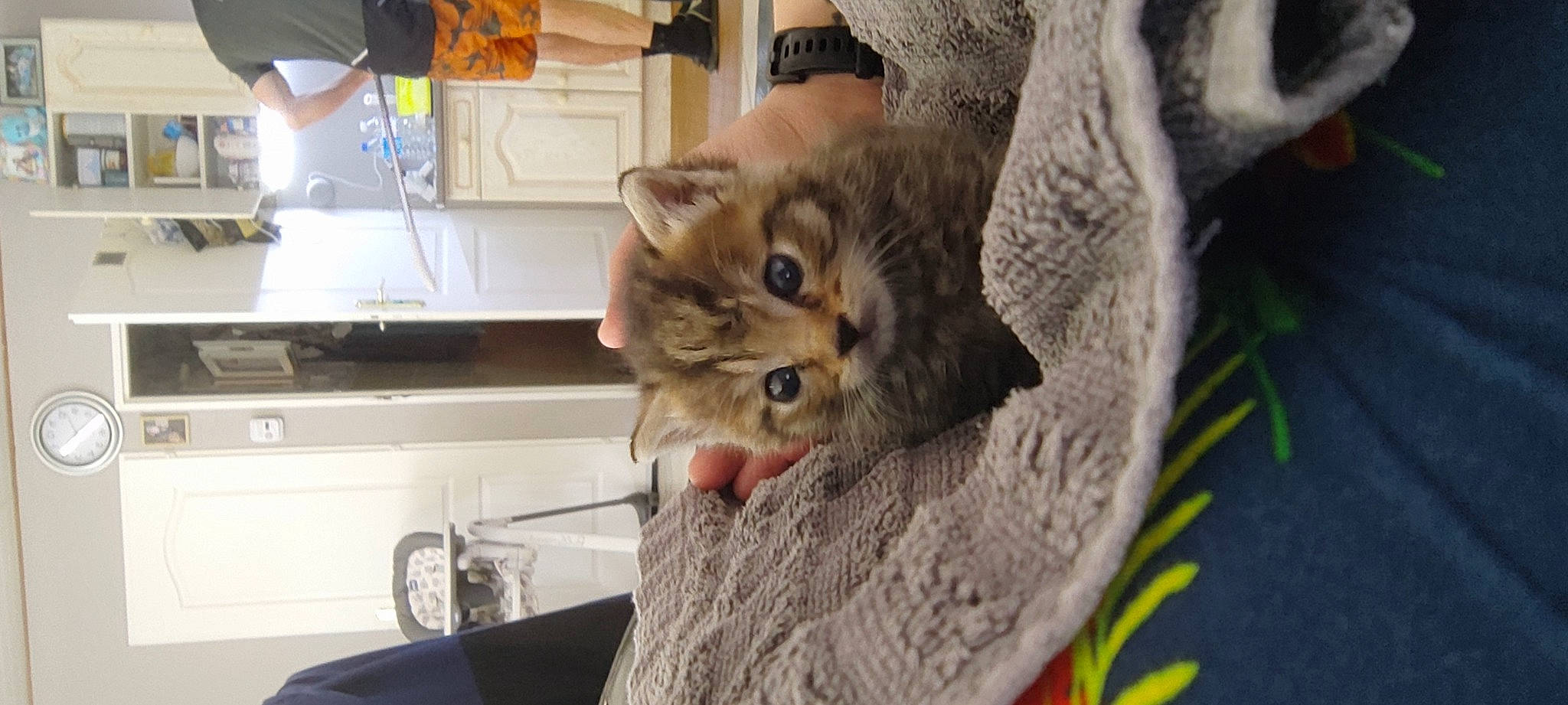 Frimousse participe au concours pour gagner de l'argent avec cette photo : cabinetry, carnivore, cat, claw, countertop, cupboard, domestic_short_haired_cat, drawer, fawn, felidae, fur, home_appliance, kitchen, kitchen_appliance, small_to_medium_sized_cats, snout, tail, tap, whiskers, wood