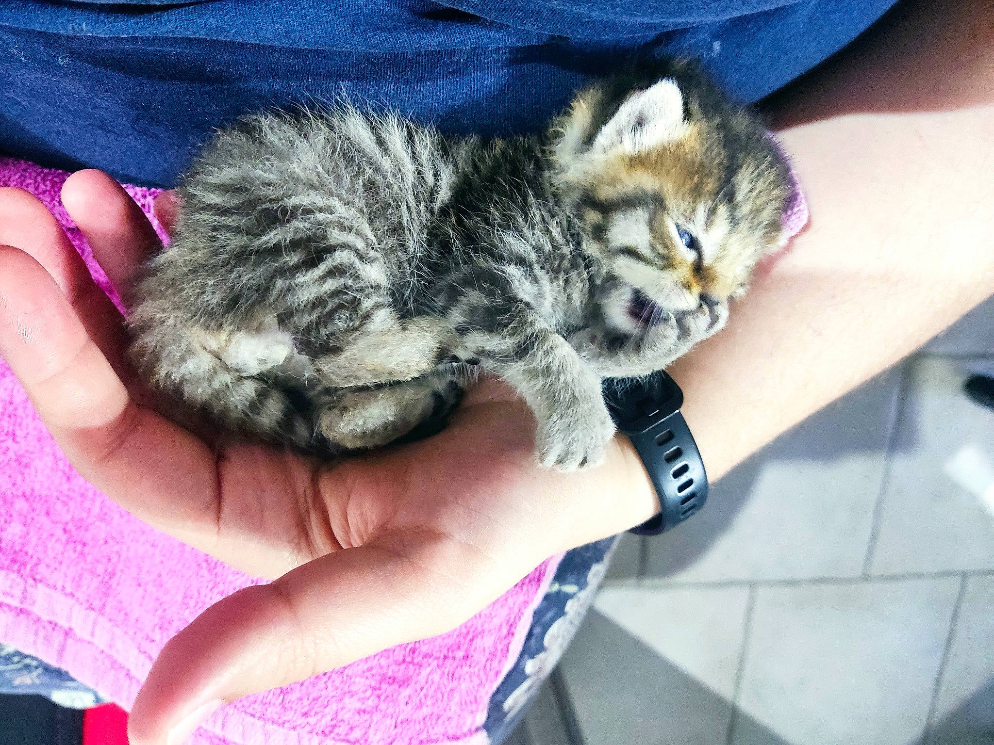 Frimousse participe au concours pour gagner de l'argent avec cette photo : carnivore, cat, claw, comfort, domestic_short_haired_cat, felidae, finger, fur, gesture, hand, hug, nail, nap, paw, small_to_medium_sized_cats, snout, tail, terrestrial_animal, watch, whiskers