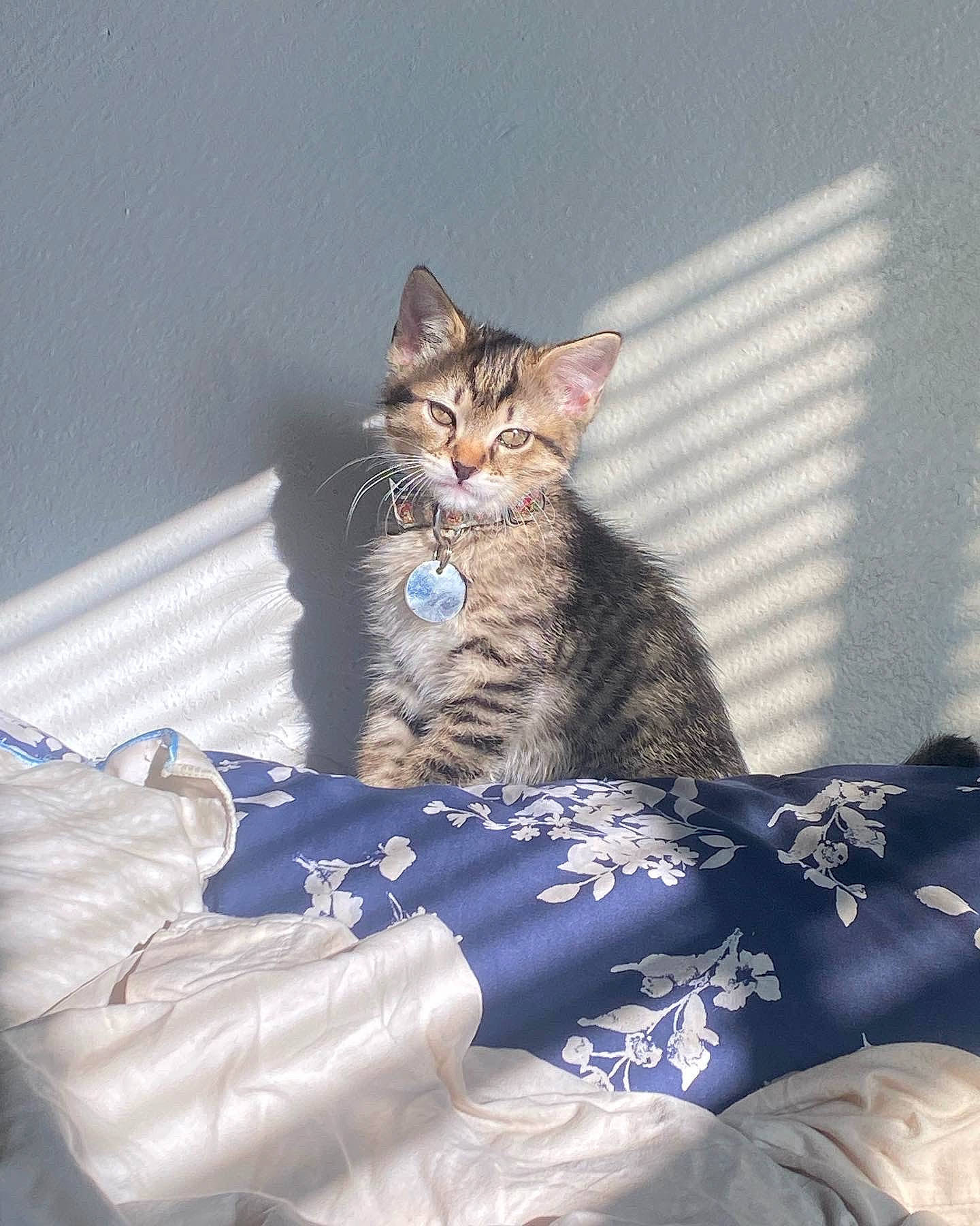 Indica is registered to the contest to win money with this photo: bed, carnivore, cat, cat_supply, claw, comfort, domestic_short_haired_cat, electric_blue, felidae, fur, grey, linens, pattern, paw, plant, sitting, small_to_medium_sized_cats, tail, tree, whiskers