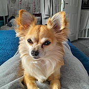 Miley is registered to the contest to win money with this photo: dog, chihuahua, pet, small_dog, fur, ears, eyes, paws, blanket, indoor, cozy, living_room, curtains, door, carpet, relaxed, cute, companion, animal, domestic