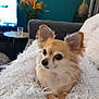 Miley is registered to the contest to win money with this photo: dog, small_dog, fluffy, blanket, couch, living_room, vase, flowers, table, glass, television, furniture, indoor, pet, cute, ears, fur, relaxing, cozy, home