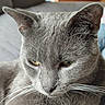 Ziggy participe au concours pour gagner de l'argent avec cette photo : cat, gray_cat, close_up, portrait, feline, whiskers, ears, fur, short_hair, green_eyes, face, head, indoor, home, couch, blanket, relaxed, sleepy, unimpressed, pet