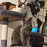 cat, cats, calico_cat, gray_cat, kitten, pet, animal, feline, cat_tree, scratching_post, sitting, lying_down, indoors, home, world_map, wall_decor, furniture, whiskers, ears, portrait