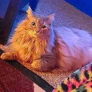 Luna Gray joined the competition — help win amazing prizes! cat, orange_cat, fluffy, carpet, floor, indoor, pet, animal, feline, resting, cozy, colorful_blanket, soft_fur, relaxed, domestic_cat, whiskers, ears, eyes, paws, home