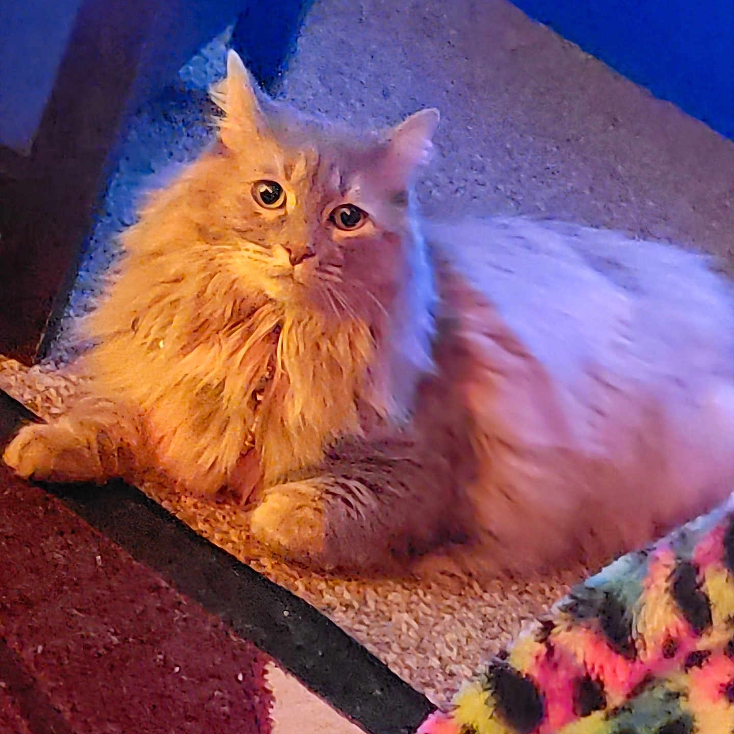 Luna Gray joined the competition — help win amazing prizes! animal, carpet, cat, colorful_blanket, cozy, domestic_cat, ears, eyes, feline, floor, fluffy, home, indoor, orange_cat, paws, pet, relaxed, resting, soft_fur, whiskers