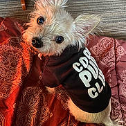 Bailey joined the competition — help win amazing prizes! dog, small_dog, hoodie, clothing, pet, indoor, blanket, patterned_blanket, fur, cute, looking_up, eyes, nose, ears, floor, wooden_chair, cozy, home, puppy, portrait