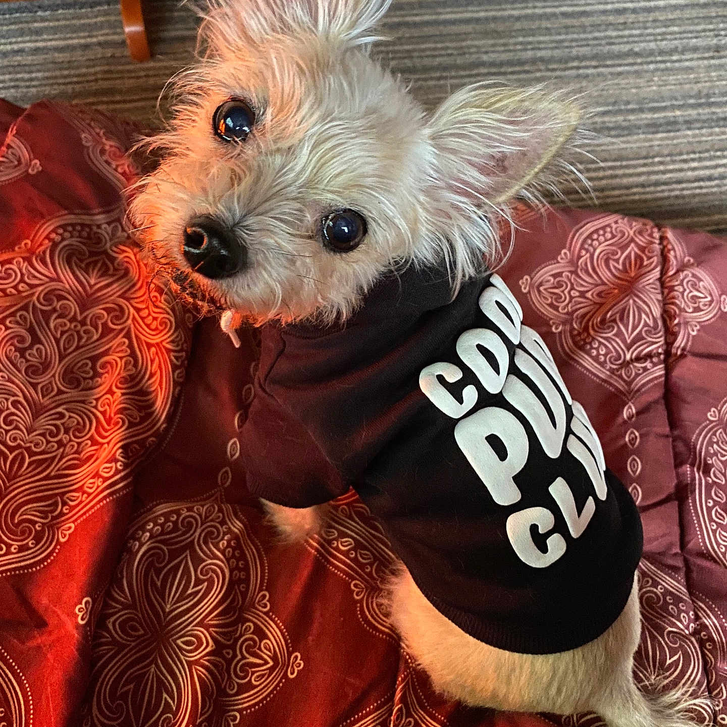 Bailey joined the competition — help win amazing prizes! dog, small_dog, hoodie, clothing, pet, indoor, blanket, patterned_blanket, fur, cute, looking_up, eyes, nose, ears, floor, wooden_chair, cozy, home, puppy, portrait