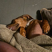 Abby joined the competition — help win amazing prizes! animal, blanket, brown_dog, canine, comfort, couch, cozy, cute, dog, domestic, fur, home, indoor, nap, paw, pet, relaxed, resting, sleeping, snuggle