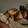 animal, blanket, brown_dog, canine, comfort, couch, cozy, cute, dog, domestic, fur, home, indoor, nap, paw, pet, relaxed, resting, sleeping, snuggle