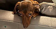 Abby is registered to the contest to win money with this photo: animal, brown_dog, closeup, couch, curious, dog, ears, expression, furniture, hand, head, home, indoor, looking, person, pet, phone, resting, sofa, waiting