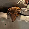 animal, brown_dog, closeup, couch, curious, dog, ears, expression, furniture, hand, head, home, indoor, looking, person, pet, phone, resting, sofa, waiting