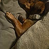 Abby is registered to the contest to win money with this photo: animal, blanket, brown_dog, close_up, collar, comfort, cozy, cushion, dog, fur, indoor, nap, paw, pet, relaxation, resting, sleeping, snout, soft_texture, warm