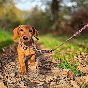 Ariette participe au concours pour gagner de l'argent avec cette photo : dog, puppy, dachshund, leash, collar, outdoor, forest, path, leaves, nature, walking, pet, animal, brown, cute, canine, small_dog, young_dog, floppy_ears, autumn