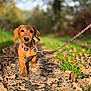 dog, puppy, dachshund, leash, collar, outdoor, forest, path, leaves, nature, walking, pet, animal, brown, cute, canine, small_dog, young_dog, floppy_ears, autumn