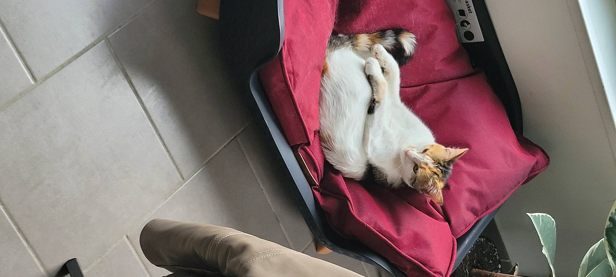 Choupinette a rejoint le concours — aidez-le/la à gagner de superbes lots ! canidae, carmine, carnivore, cat, comfort, companion_dog, dog_breed, domestic_short_haired_cat, fawn, felidae, foot, fur, human_leg, linens, nap, room, small_to_medium_sized_cats, sporting_group, tail, whiskers