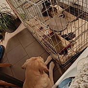 Athéna participe au concours pour gagner de l'argent avec cette photo : dog, cat, cage, blanket, floor, tile, bowl, pet, indoor, animal, curious, cozy, furniture, plant, paws, resting, looking, companion, home, friendship