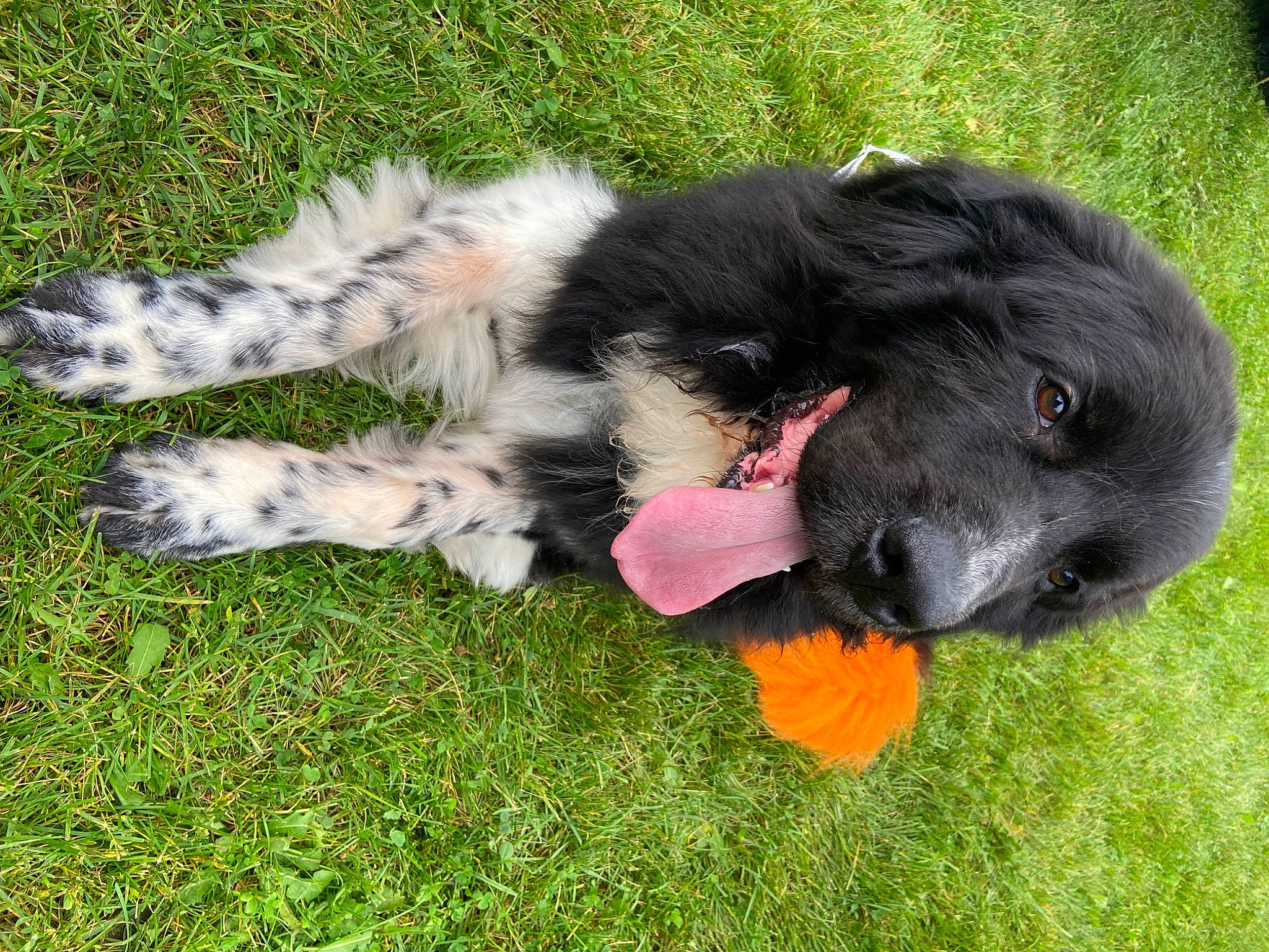 Arthur is registered to the contest to win money with this photo: carnivore, collar, companion_dog, dog, dog_breed, dog_collar, dog_supply, dog_toy, fur, grass, guard_dog, herding_dog, paw, snout, sporting_group, tail, tennis_ball, terrier, working_animal, working_dog