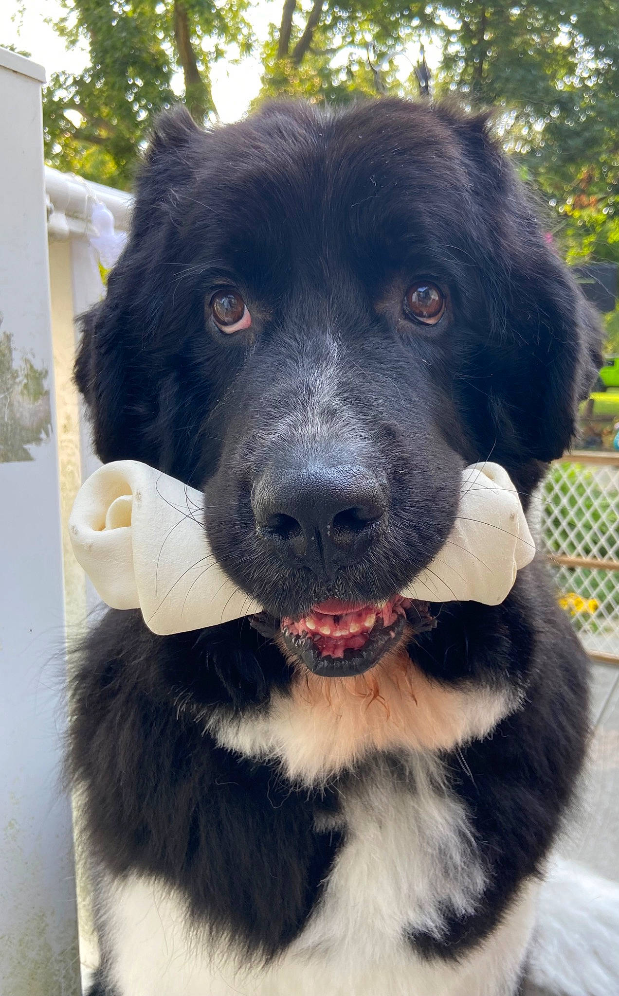 Arthur is registered to the contest to win money with this photo: borador, canidae, carnivore, collar, companion_dog, dog, dog_breed, dog_collar, dog_supply, fence, fur, giant_dog_breed, pet_supply, plant, puppy, snout, sporting_group, tree, working_animal, working_dog